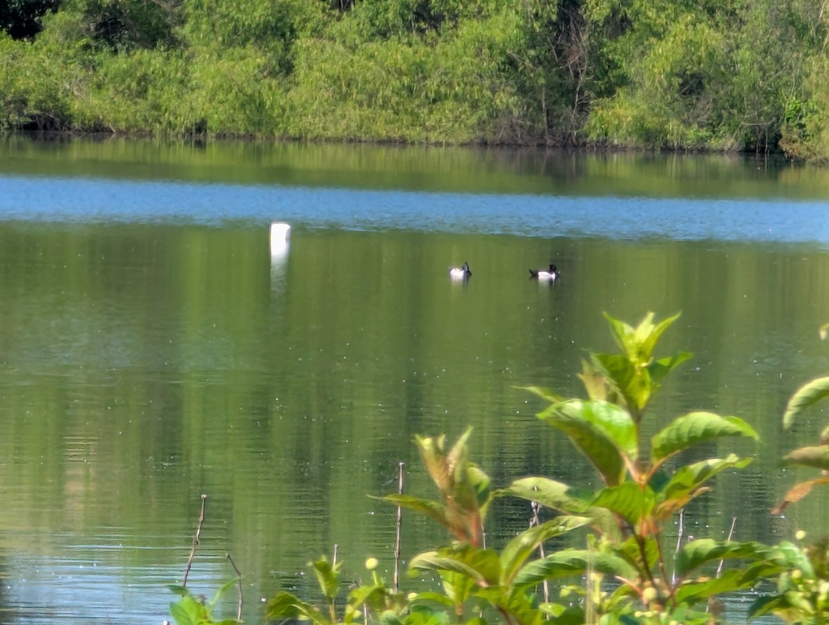 Ring-necked Duck - ML637148192