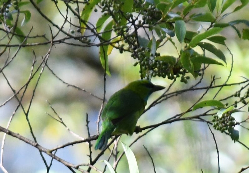 Golden-naped Barbet - ML637148214