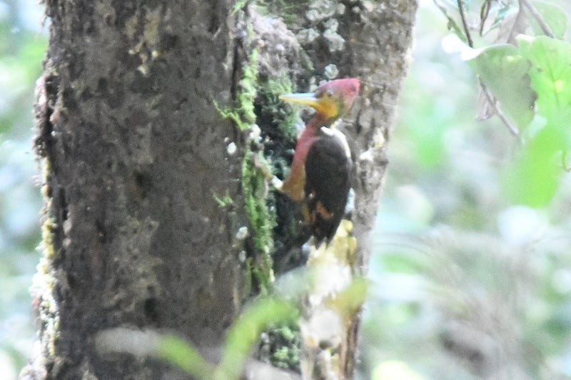 Orange-backed Woodpecker - ML637148242