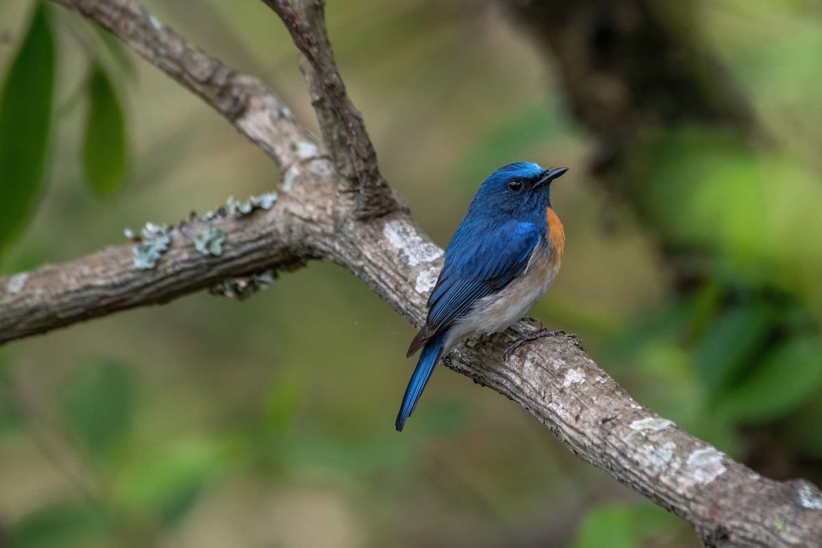 Blue-throated Flycatcher - ML637148286