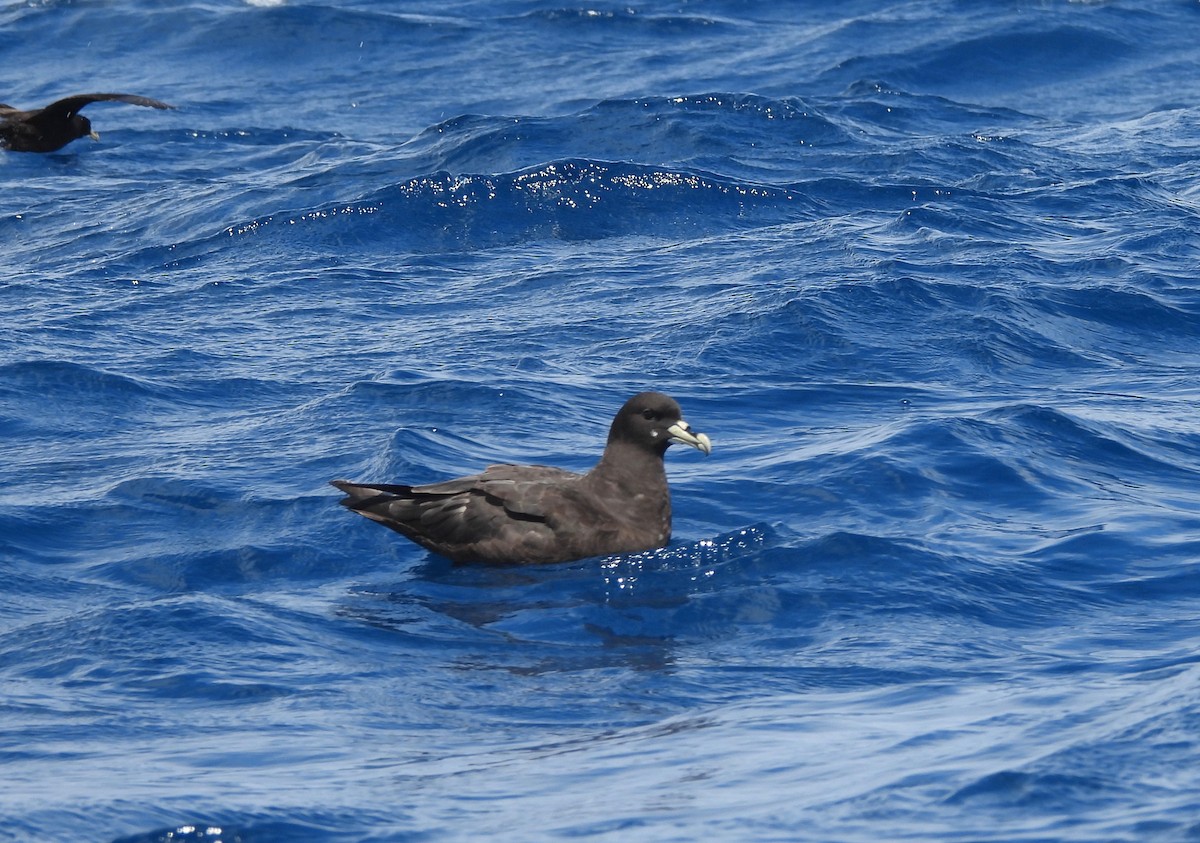 White-chinned Petrel - ML637148337