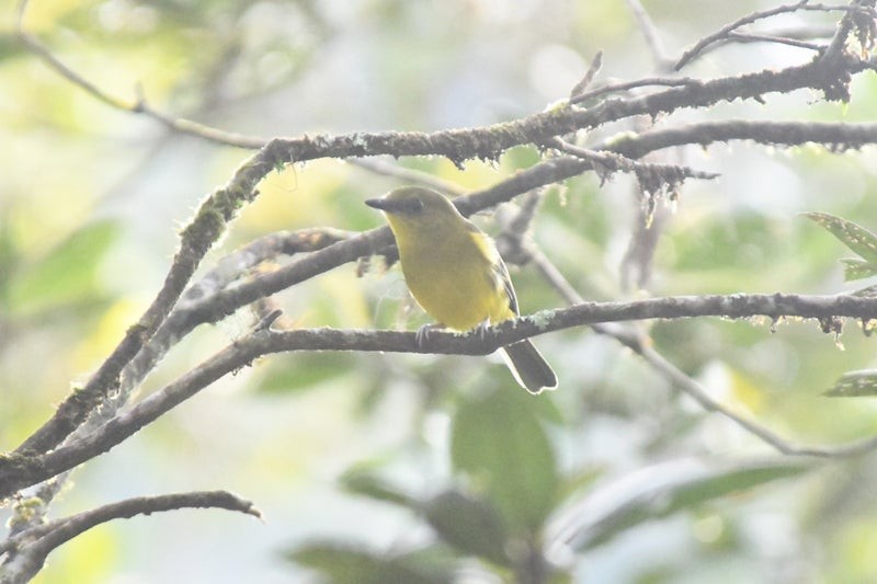 Bornean Whistler - ML637148348