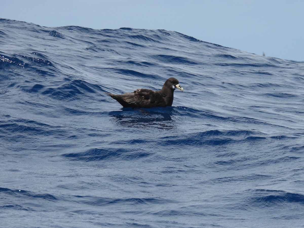 White-chinned Petrel - ML637148363