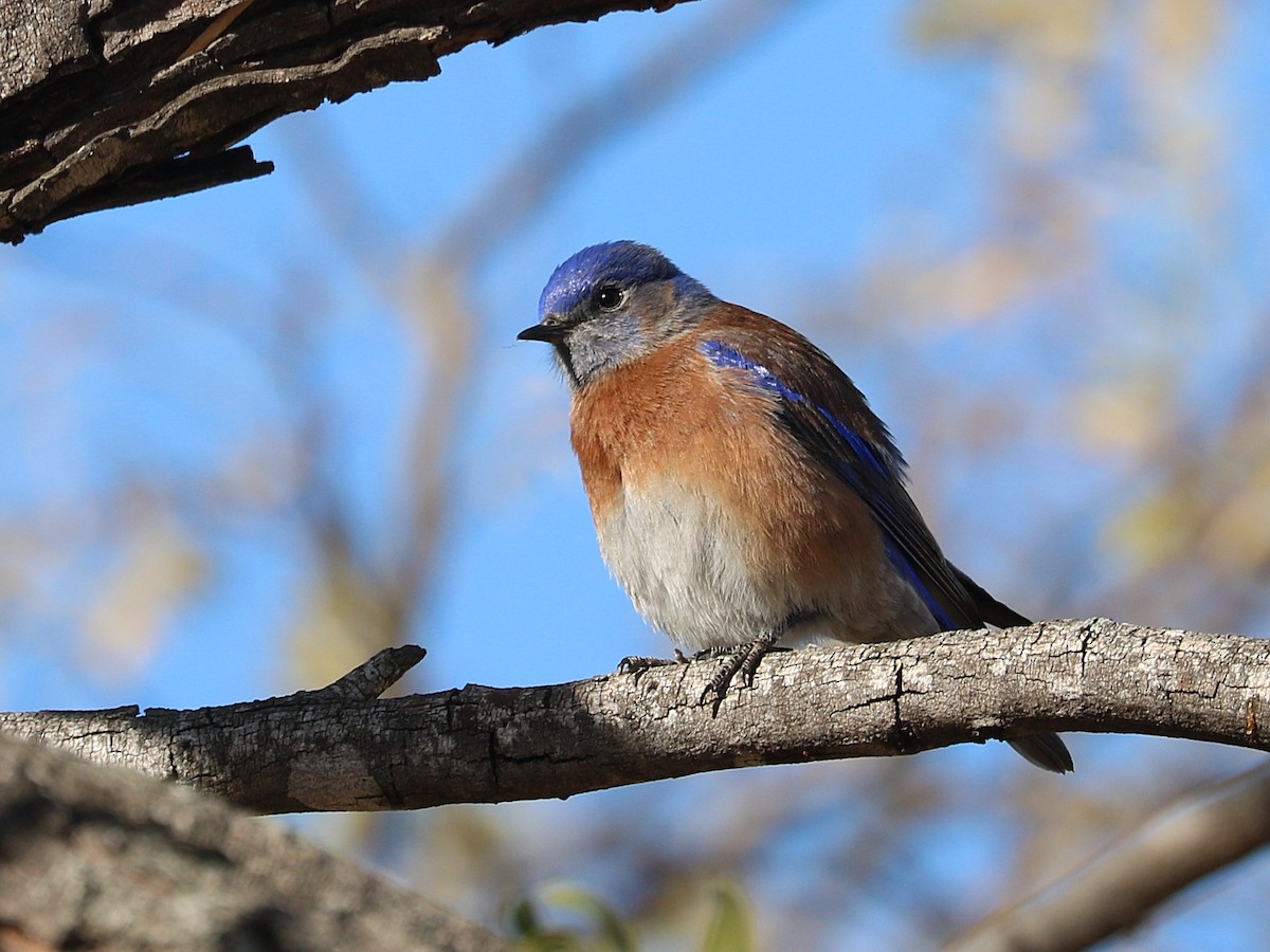 Blaukehl-Hüttensänger - ML637148365