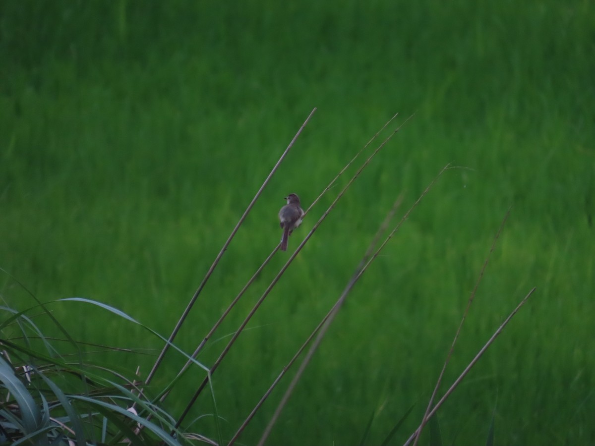 Plain Prinia - ML637148373