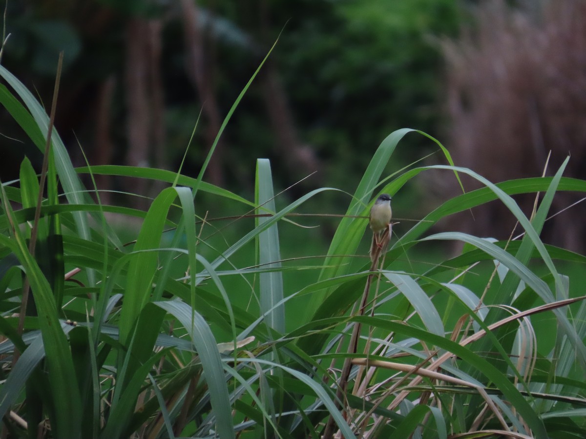 Yellow-bellied Prinia - ML637148375