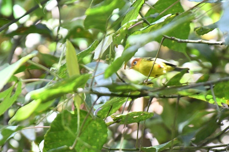 Yellow-breasted Warbler - ML637148398