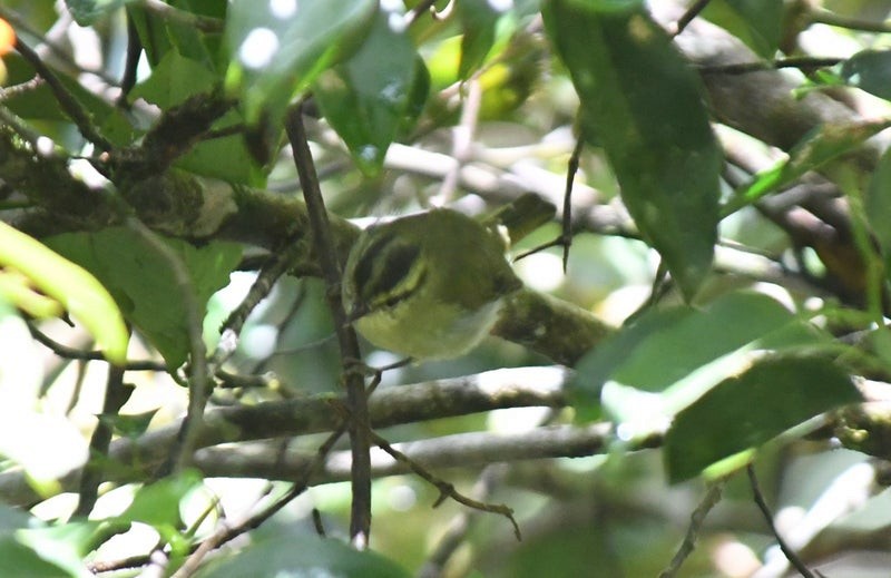 Mountain Leaf Warbler - ML637148414