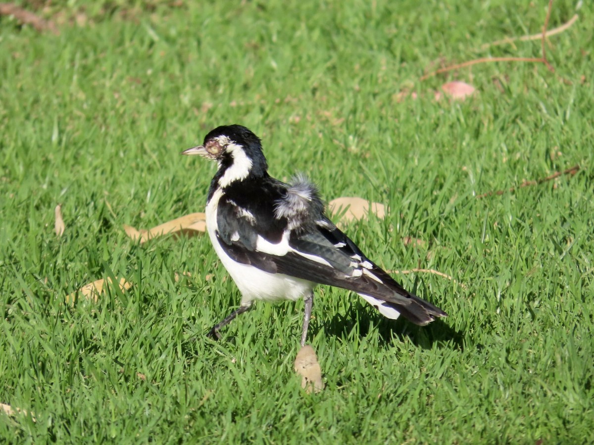 Magpie-lark - ML637148468