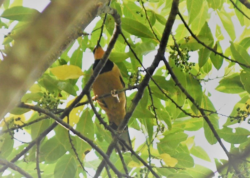 Fruit-hunter - ML637148471