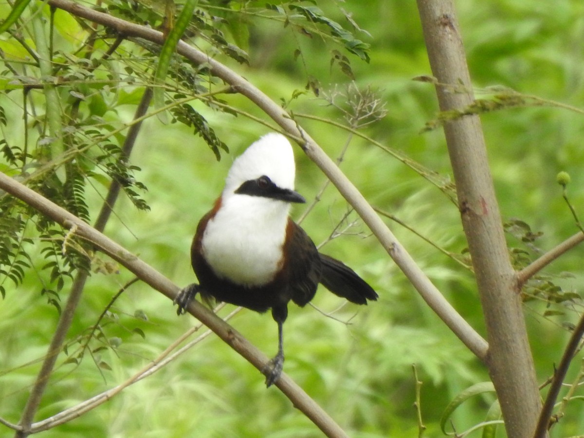 White-crested Laughingthrush - ML637148490