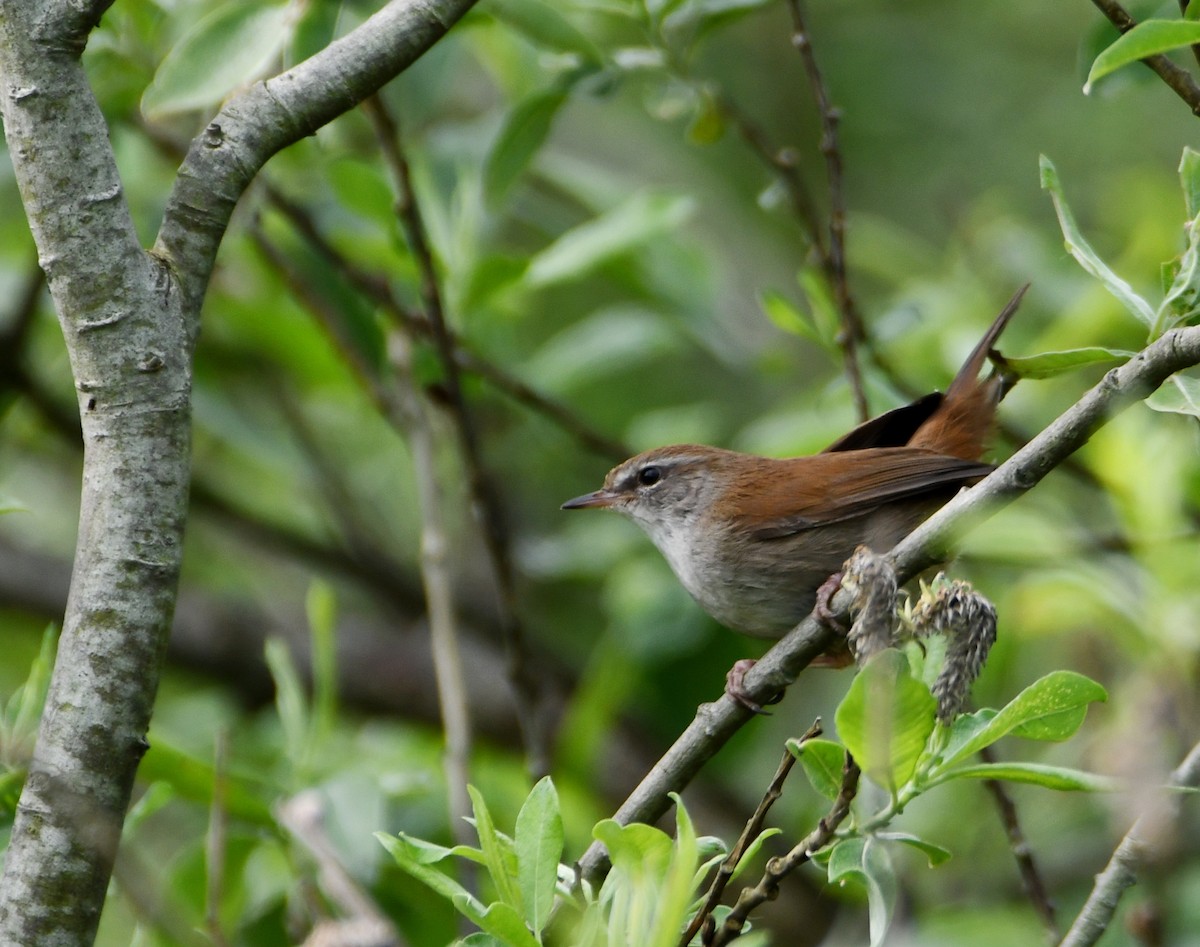 Cetti's Warbler - ML637148528