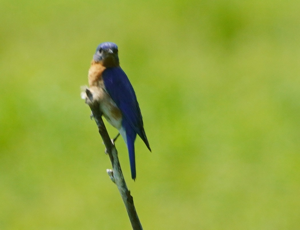Eastern Bluebird - ML637148545