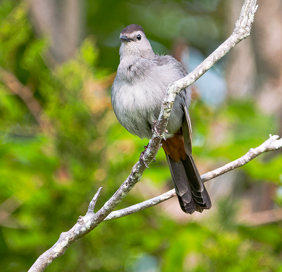 Gray Catbird - ML637148568