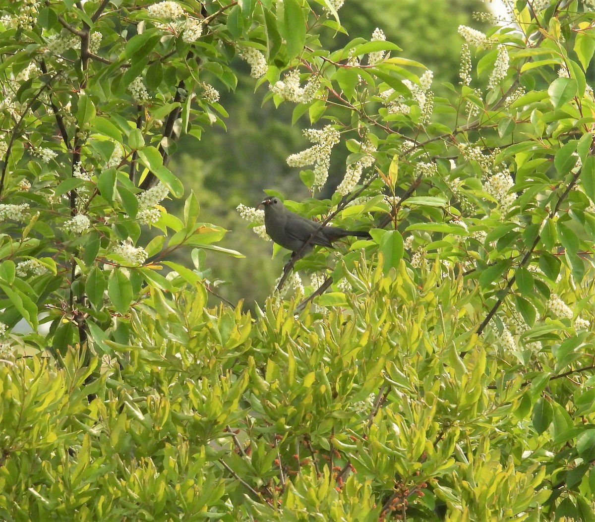 Gray Catbird - ML637148569