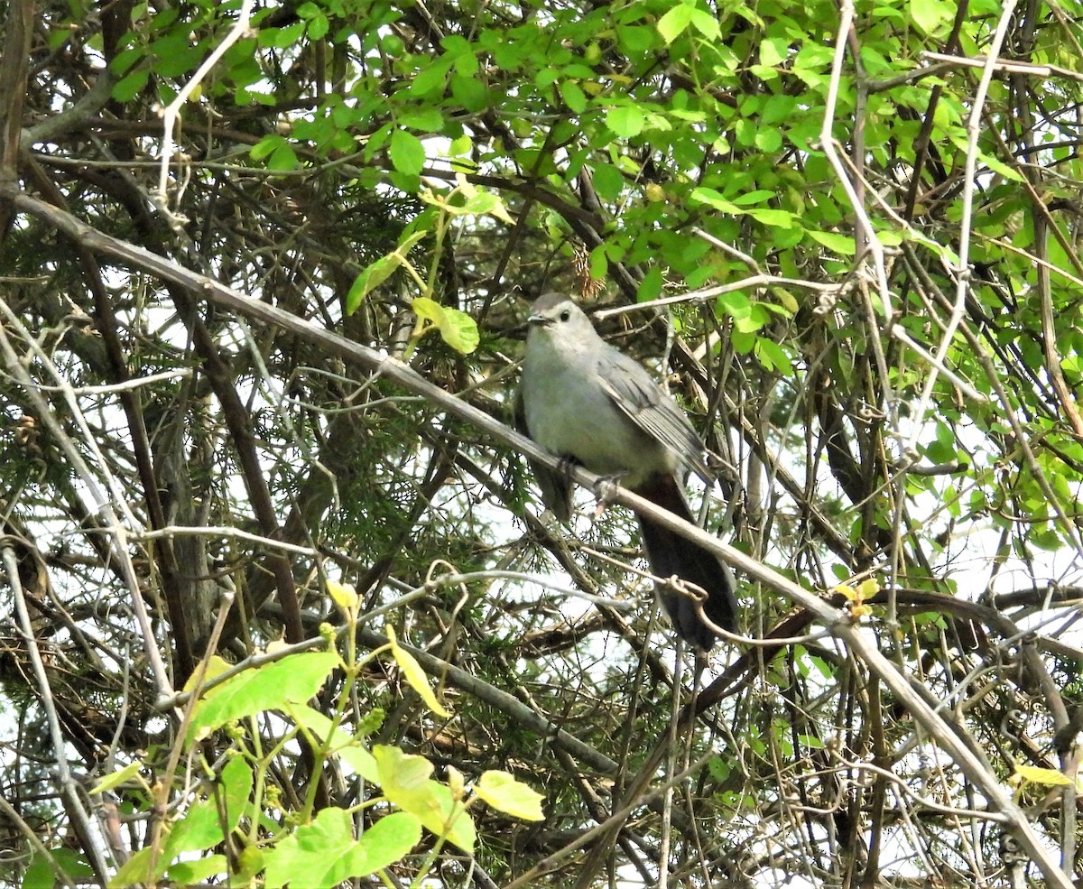 Gray Catbird - ML637148570