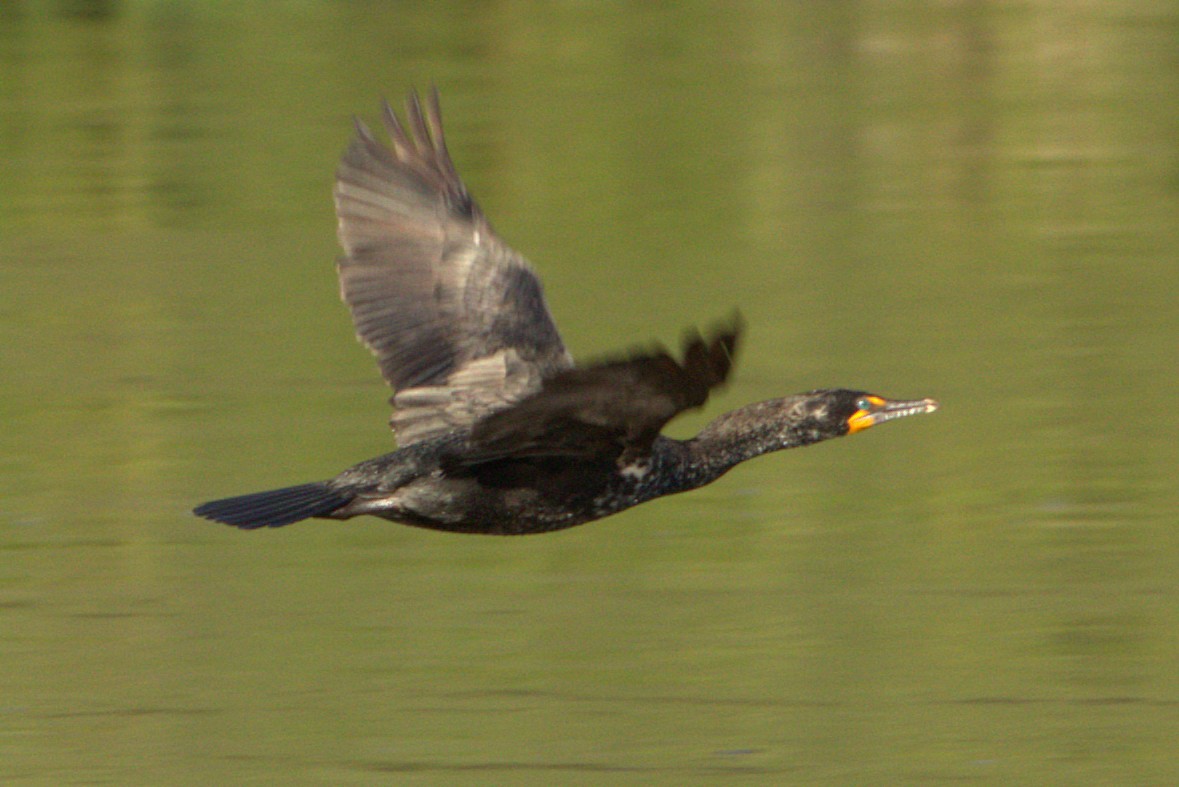 Double-crested Cormorant - ML637148608