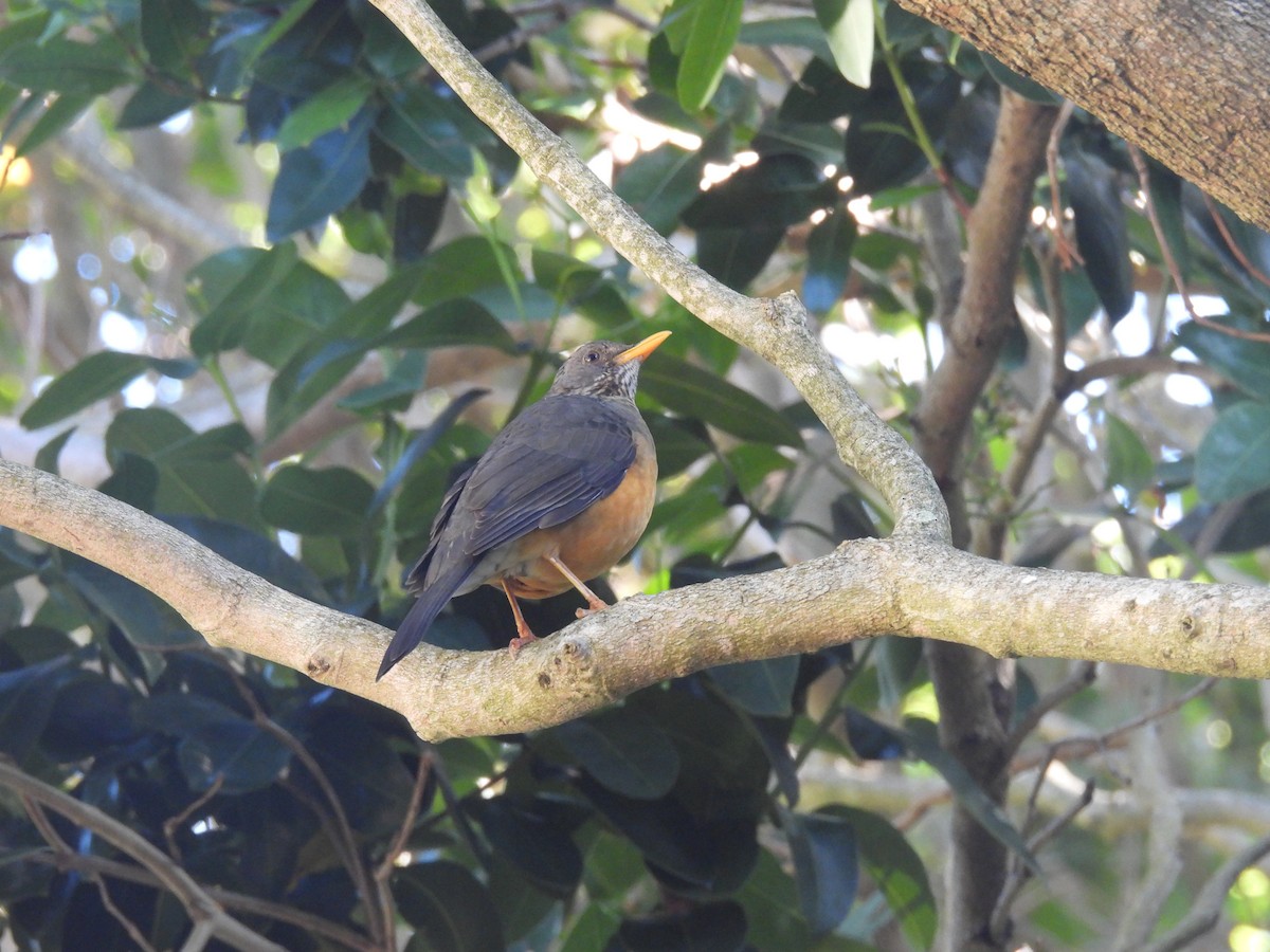 Olive Thrush - ML637148630