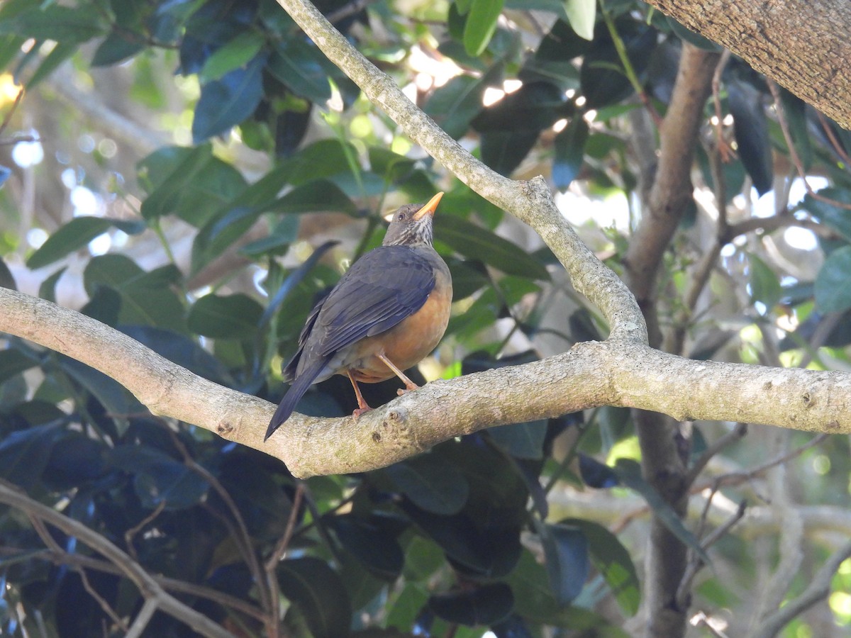 Olive Thrush - ML637148632