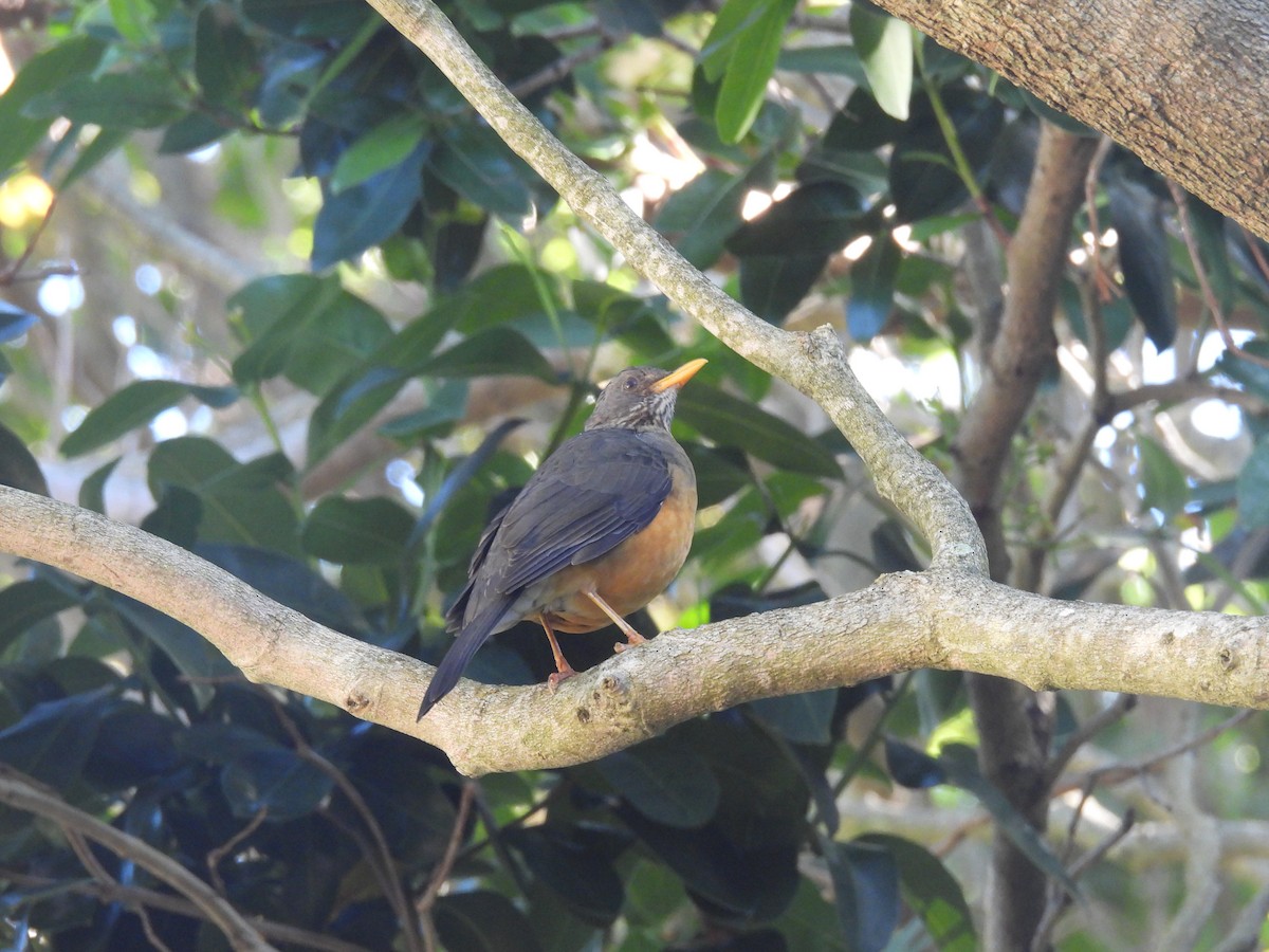 Olive Thrush - ML637148635