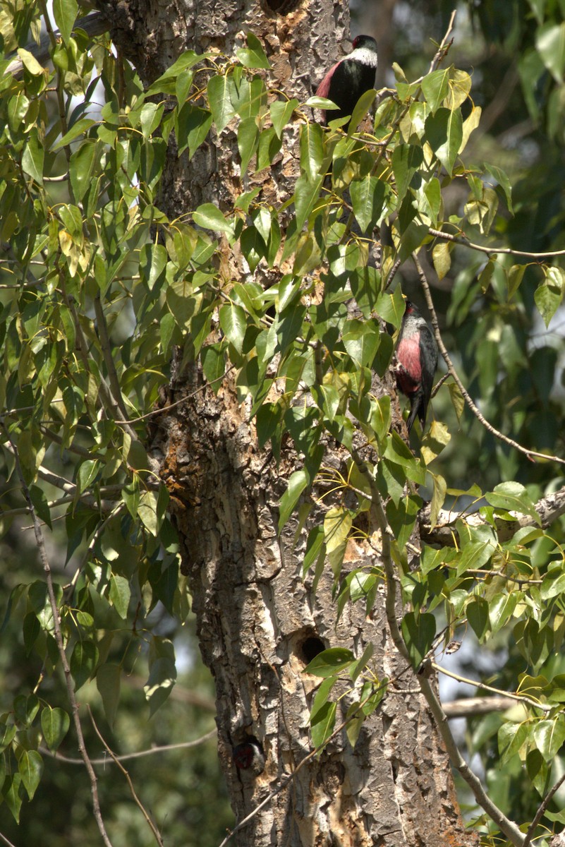 Lewis's Woodpecker - ML637148669