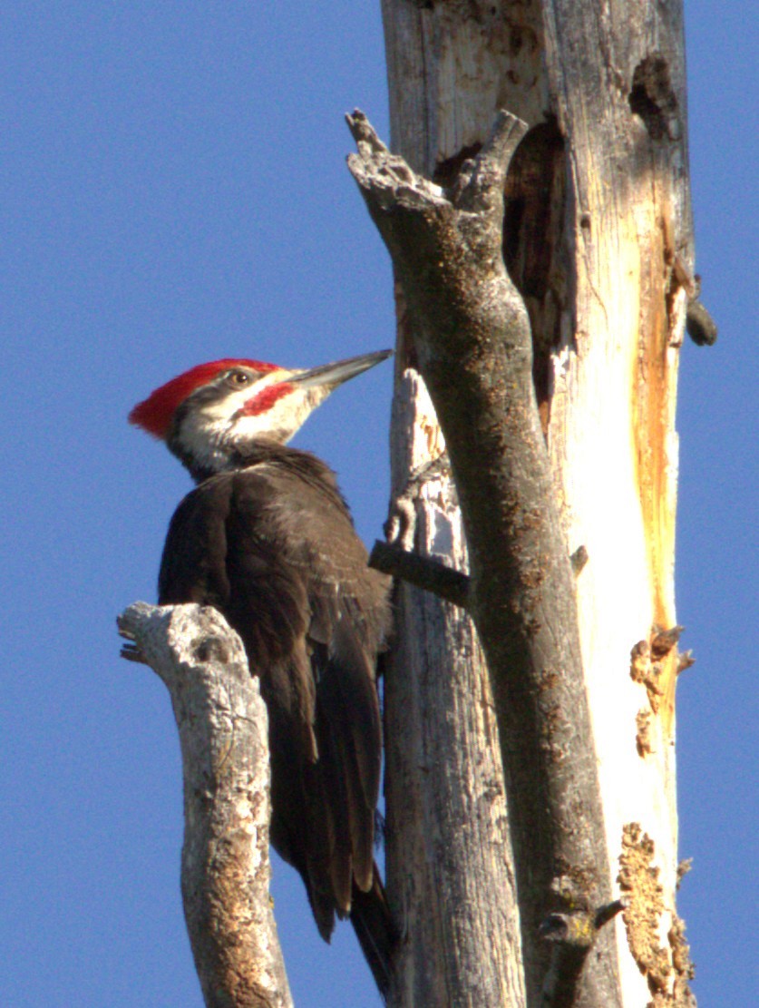 Pileated Woodpecker - ML637148684