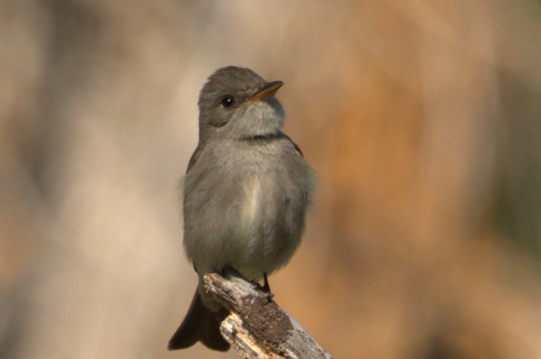 Western Wood-Pewee - ML637148692
