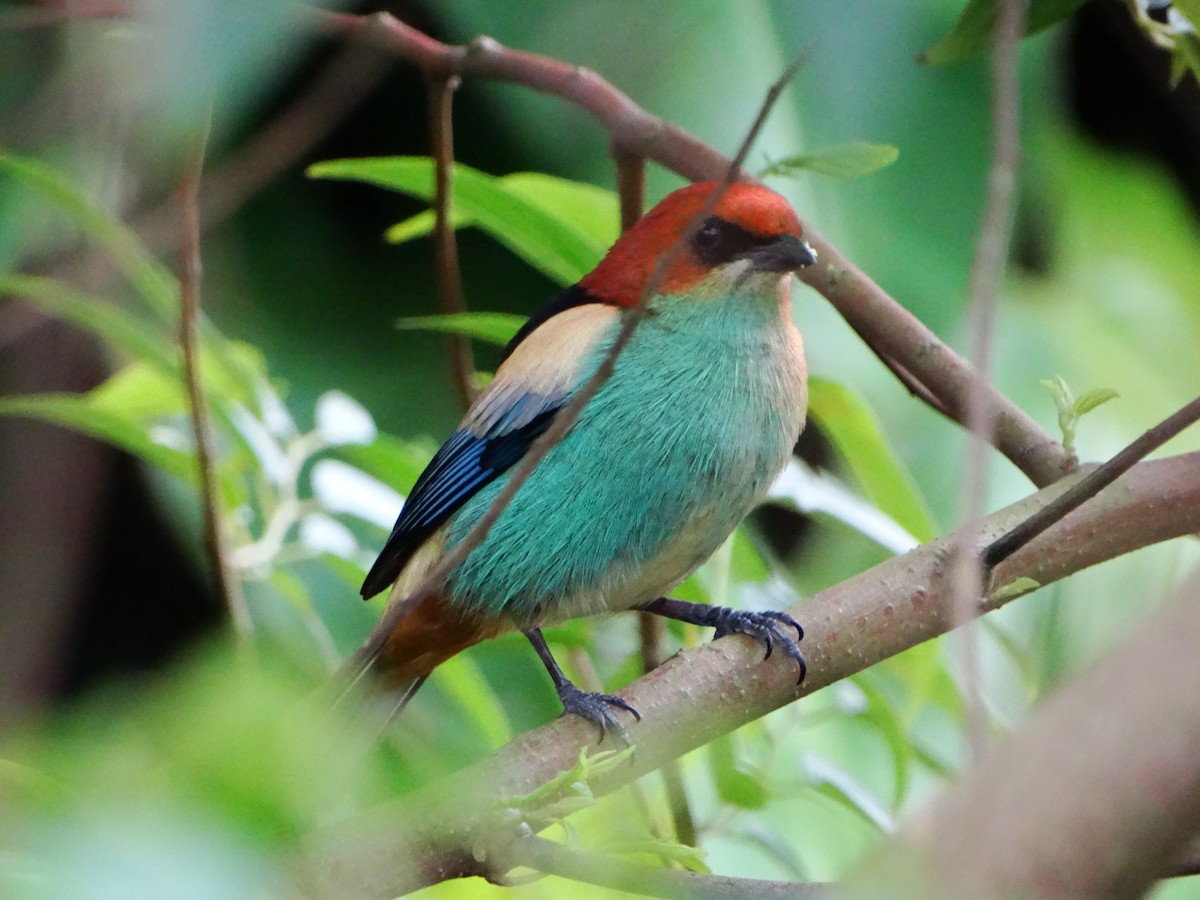 Black-backed Tanager - ML637148707