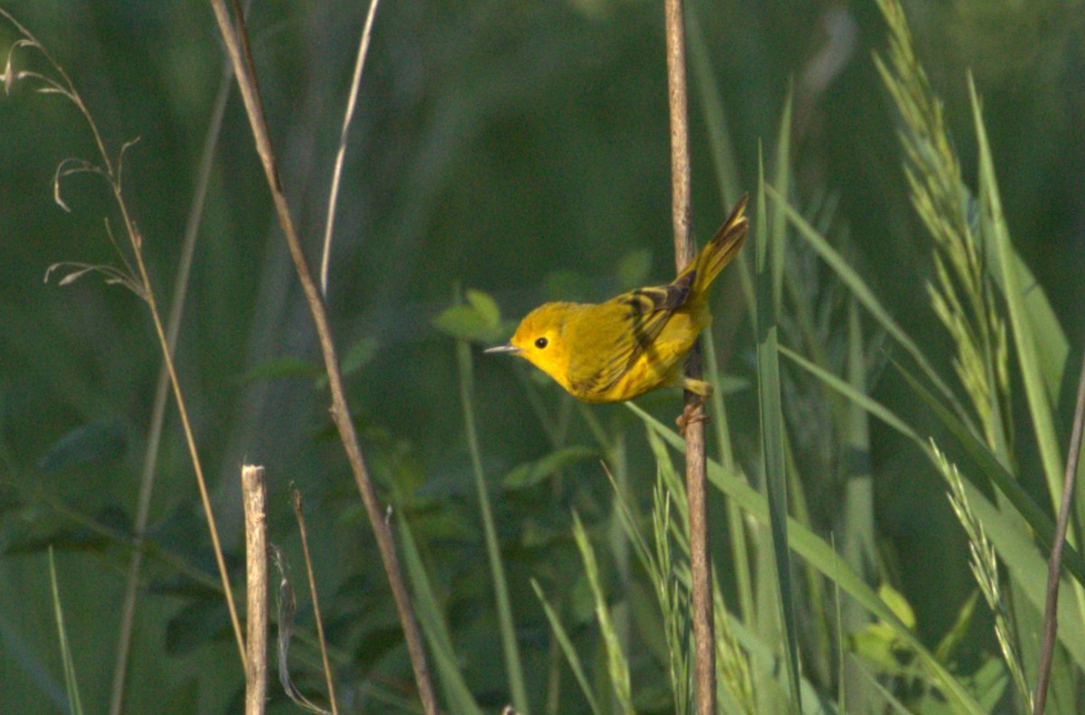 Northern Yellow Warbler - ML637148740