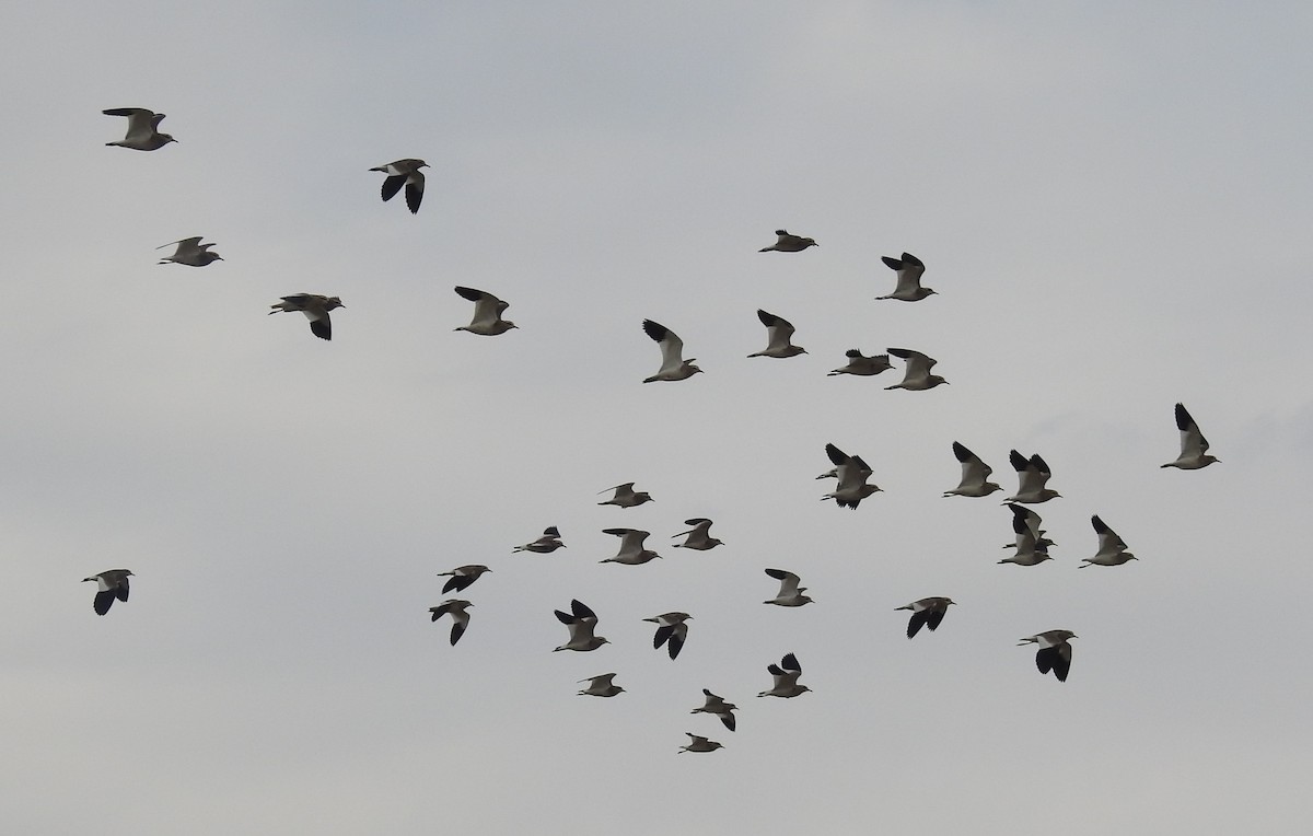 Sociable Lapwing - ML637148793