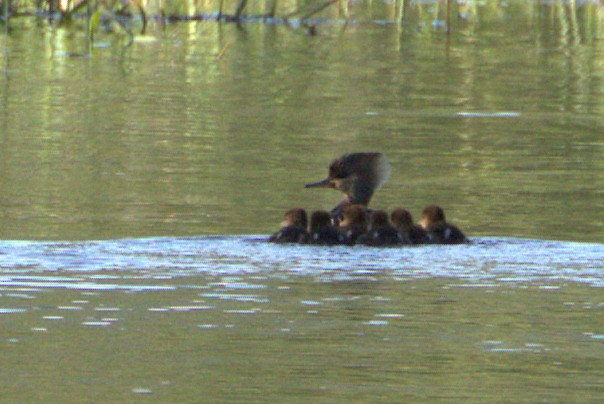 Hooded Merganser - ML637148797