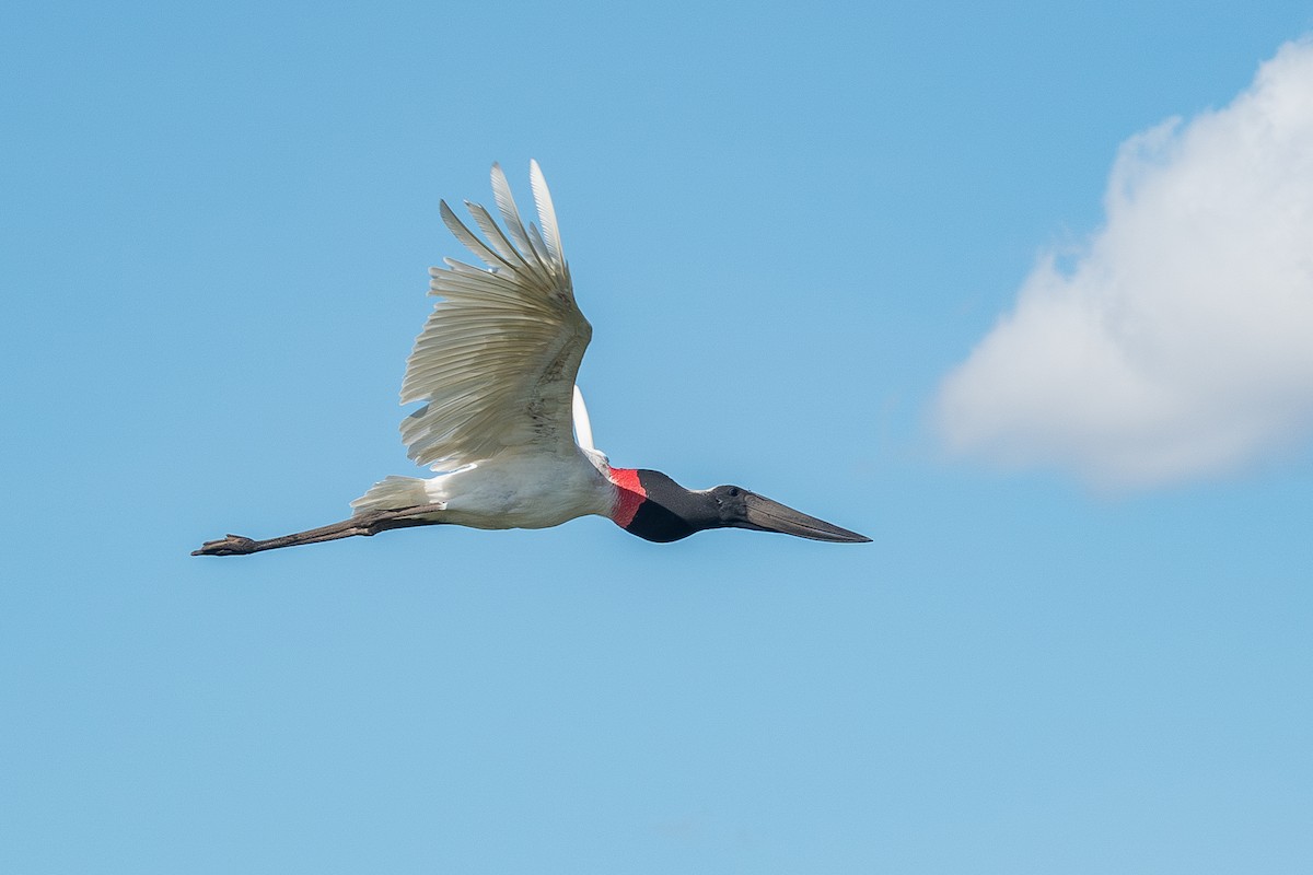 Jabiru - ML637148819