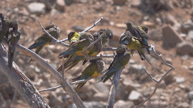 Burrowing Parakeet - ML637148837
