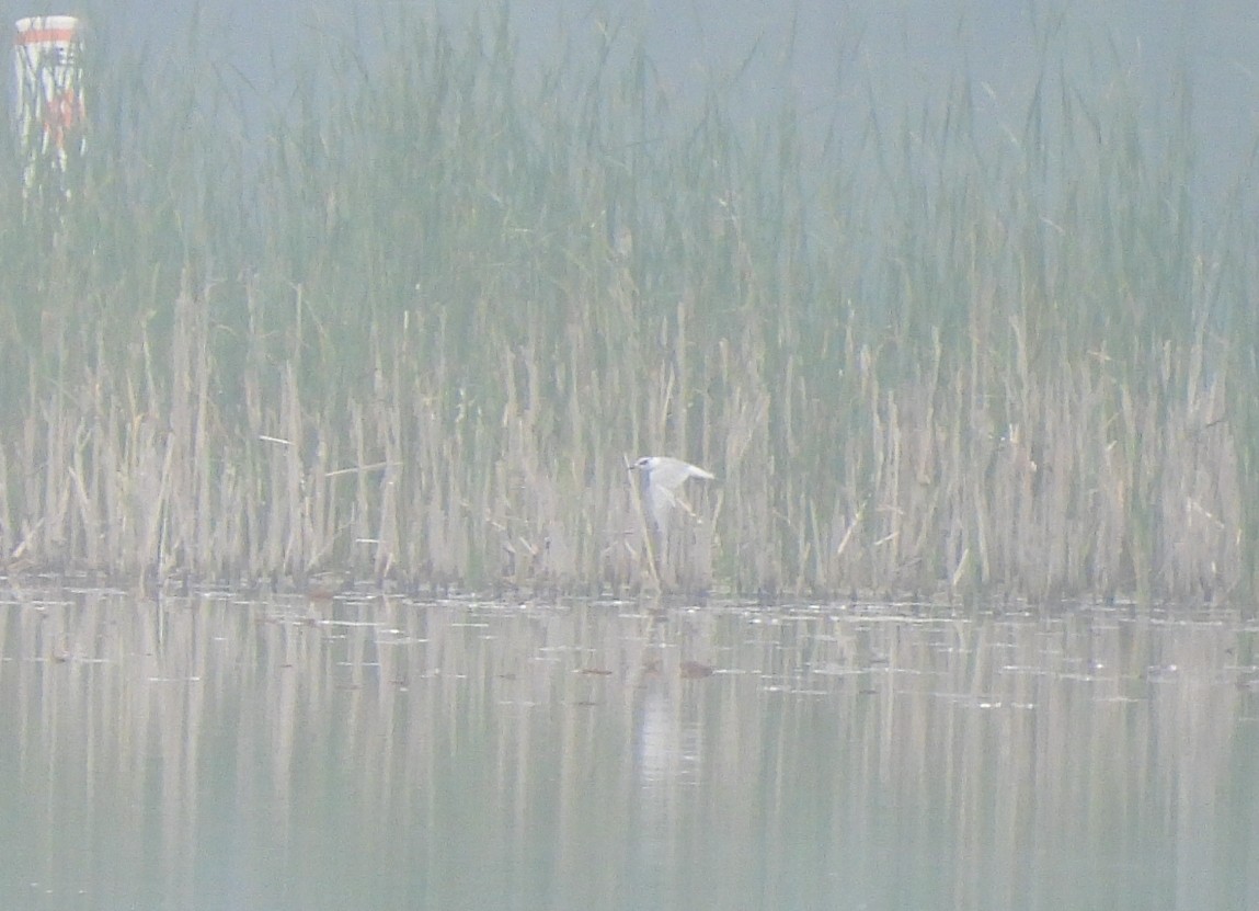Forster's Tern - ML637148852