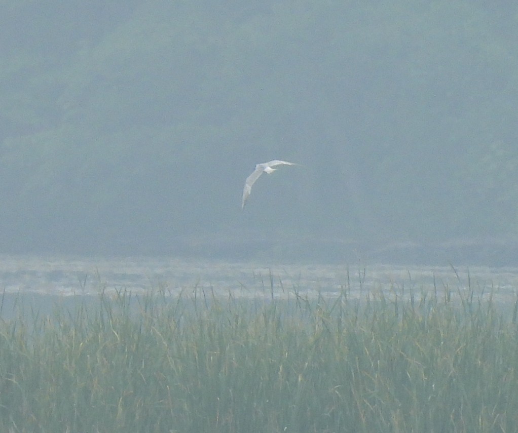 Forster's Tern - ML637148853