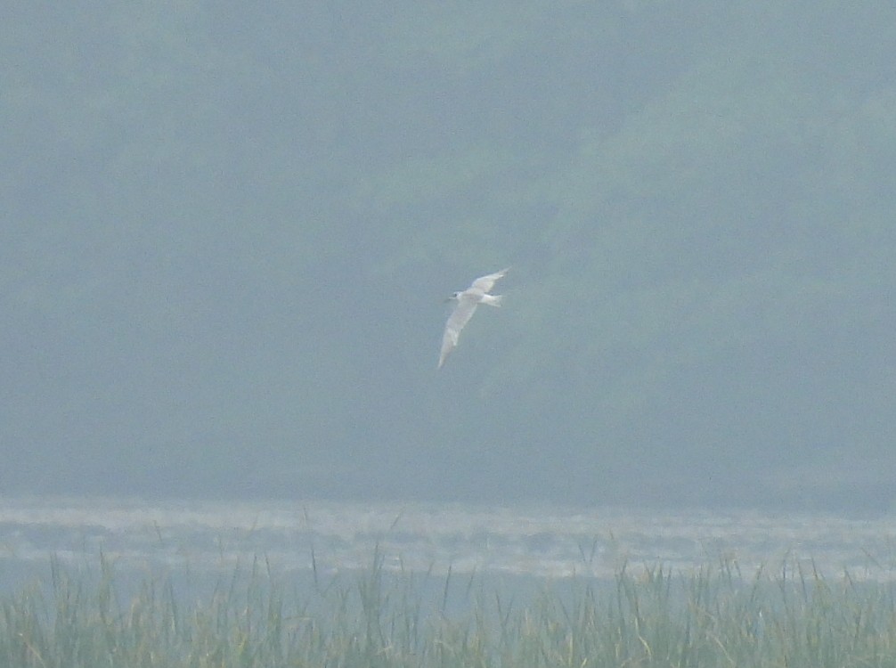 Forster's Tern - ML637148855