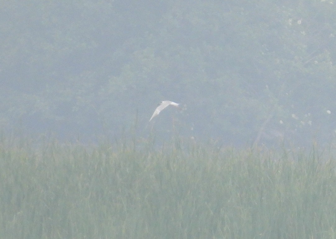 Forster's Tern - ML637148856