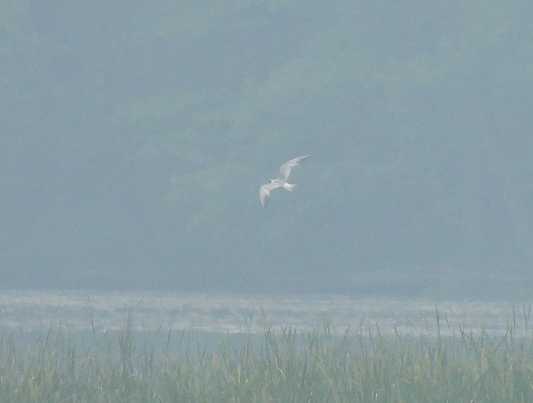 Forster's Tern - ML637148858