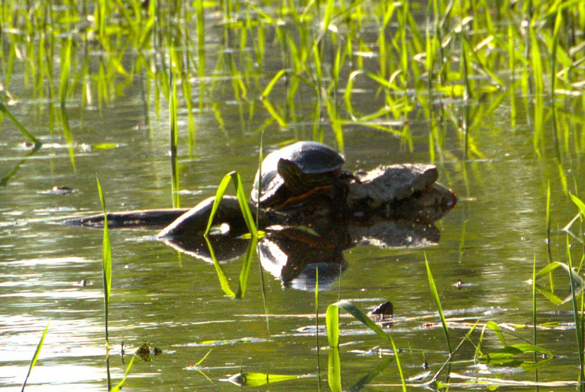 Animals - ML637148883