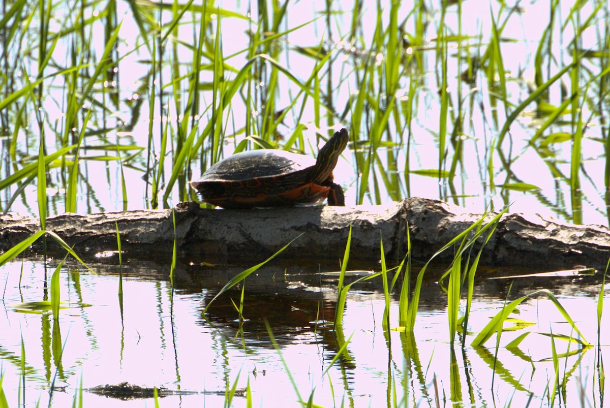 Animals - ML637148884