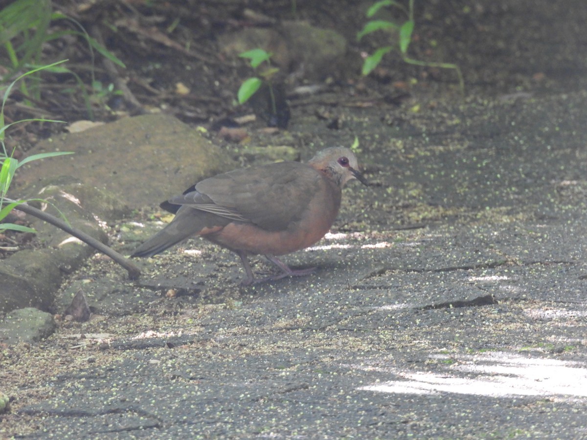 Lemon Dove (Lemon) - ML637148885