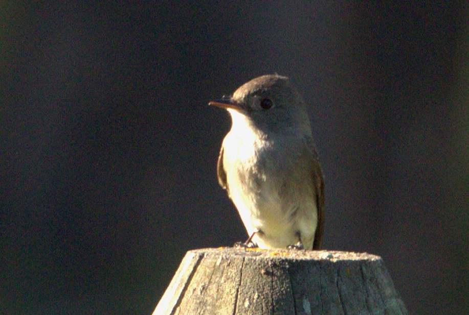 Western Wood-Pewee - ML637148916
