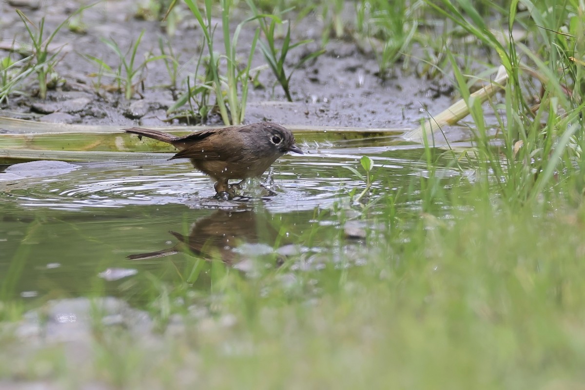 Morrison's Fulvetta - ML637148978