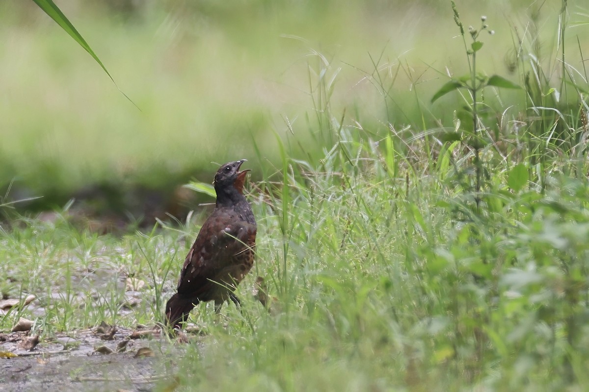 Taiwan Bamboo-Partridge - ML637149010