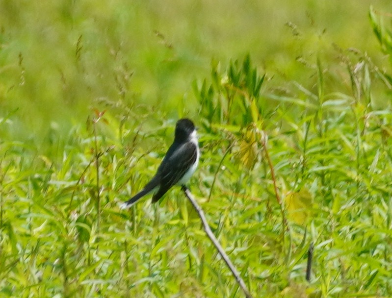 Eastern Kingbird - ML637149016