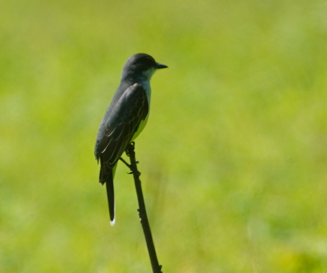 Eastern Kingbird - ML637149055