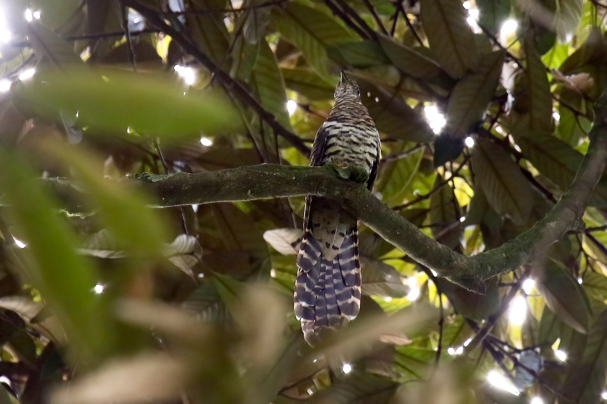Barred Long-tailed Cuckoo - ML637149076
