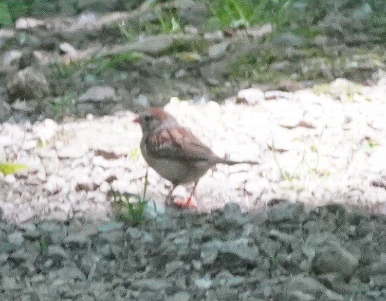 Field Sparrow - ML637149095