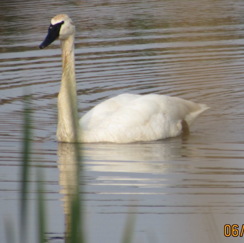 Borazancı Kuğu - ML637149142