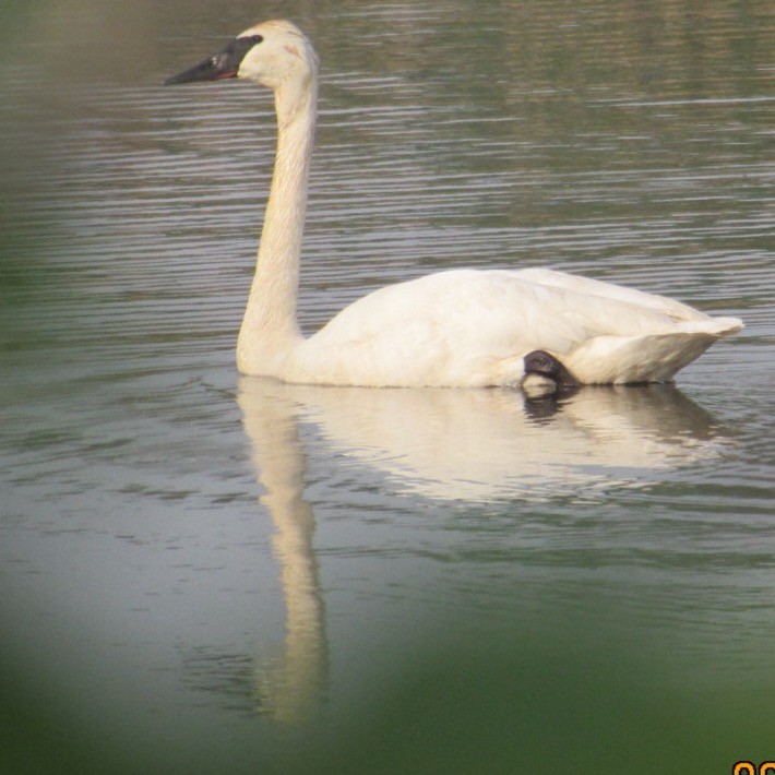 Borazancı Kuğu - ML637149143